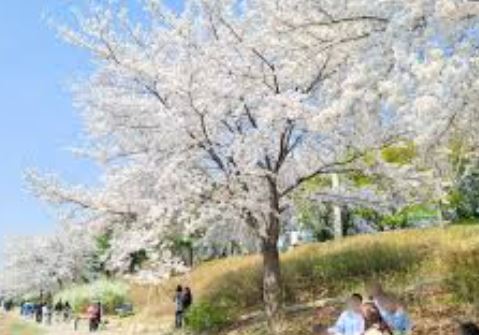 용산 벚꽃