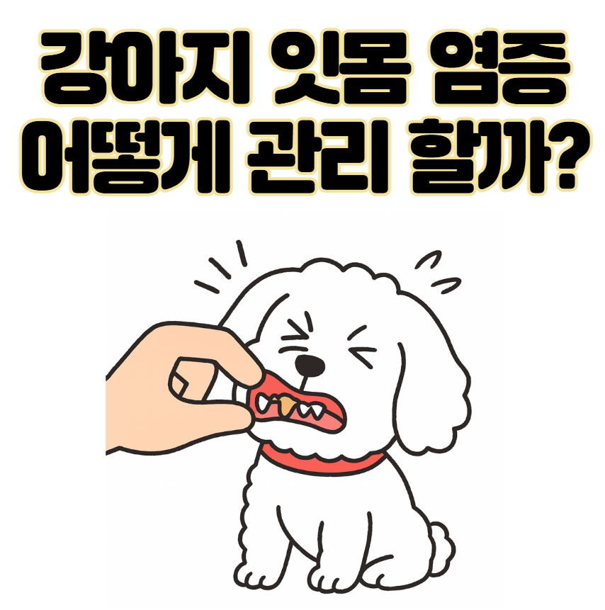 강아지 잇몸 염증, 왜 생기고 어떻게 관리해야 할까?