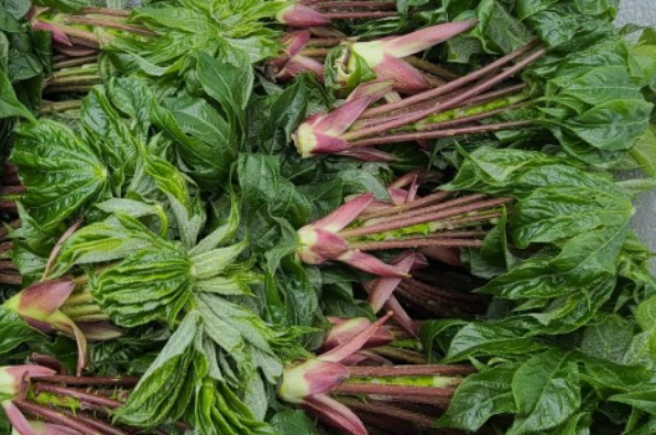 엄나무와 두릅, 헷갈리셨다면!-땅두릅