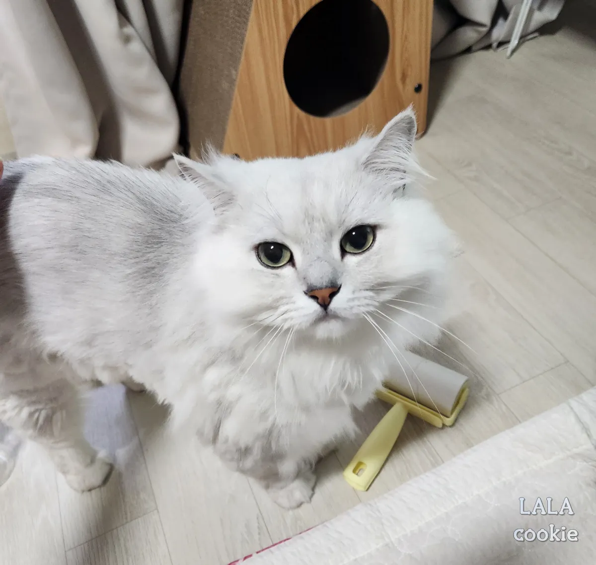 고양이가-놀아달라고-하는-신호-집사를-쳐다보는-고양이