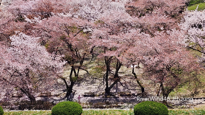 부산 벚꽃 개화시기