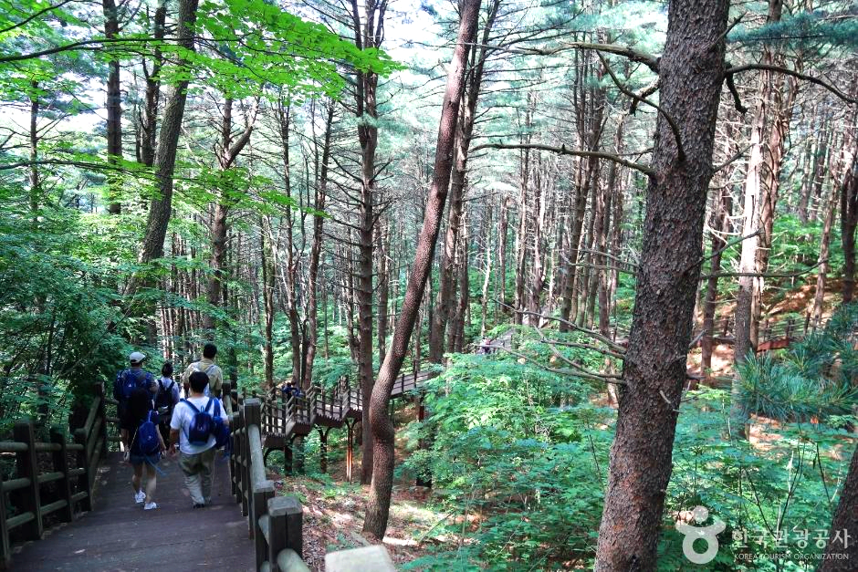 숲속 데크길로 사람들이 걸어가고 있다.
