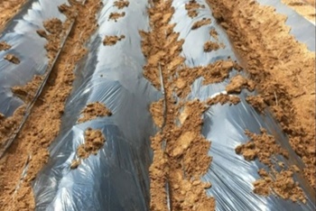 고구마 재배 쉬워요! 준비/모종/이식/관리