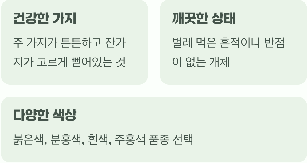 어떤 명자나무를 데려올까? (좋은 묘목 고르기)