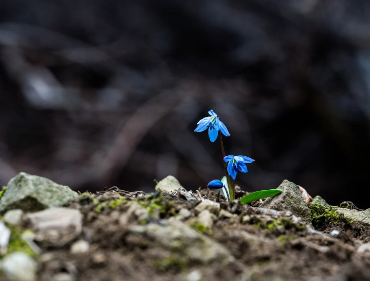 벚꽃부터 유채꽃까지! 봄꽃 명소 완벽 가이드