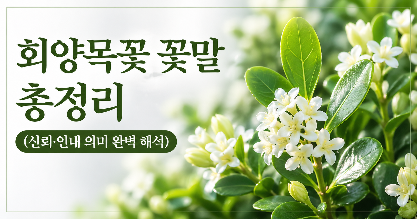 회양목꽃 꽃말