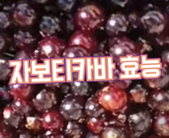 자보티카바-효능