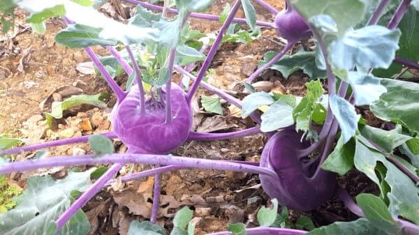 콜라비-재배법-파종방법-모종-심는방법-정식방법