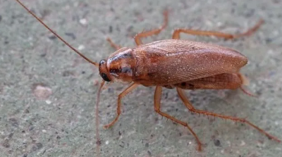 독일바퀴벌레/출처:나무위키