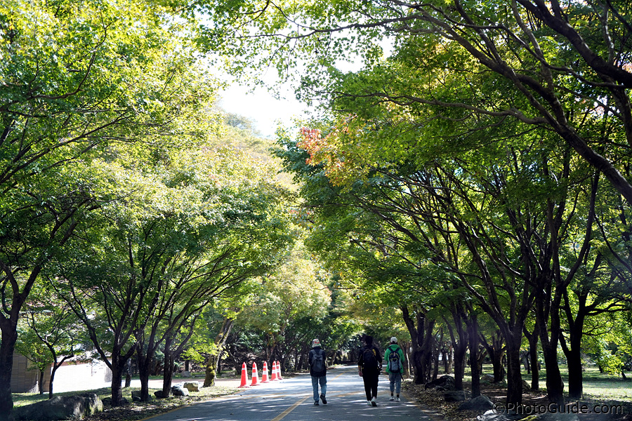 내장산-단풍