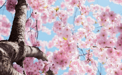 2024 벚꽃 개화시기 만개시기 벚꽃명소 축제일정과 관련된 벚꽃사진