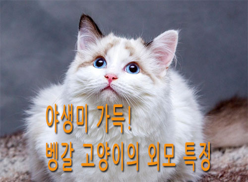 야생미 가득! 벵갈 고양이의 외모 특징