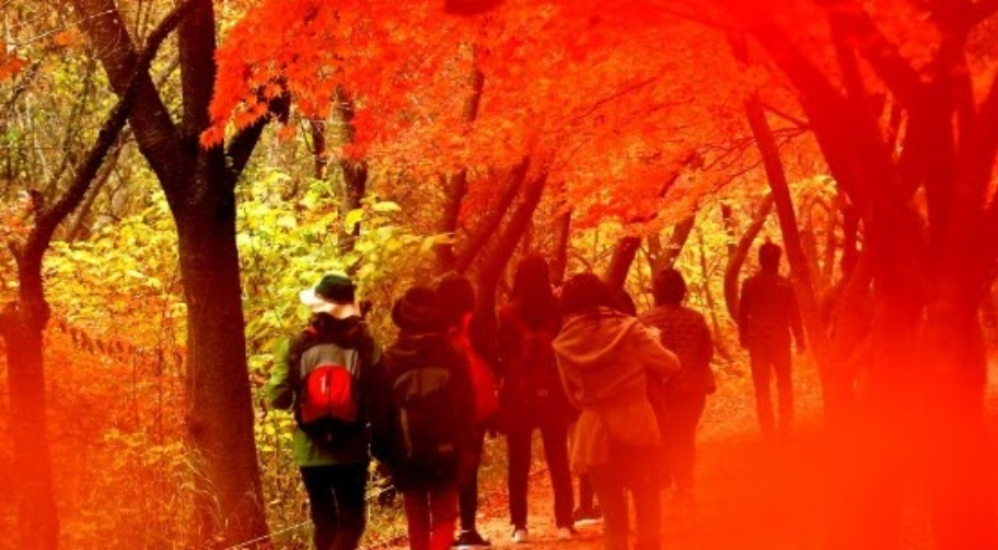 내장산 케이블카 예약방법, 요금, 운행시간, 주차장 총정리