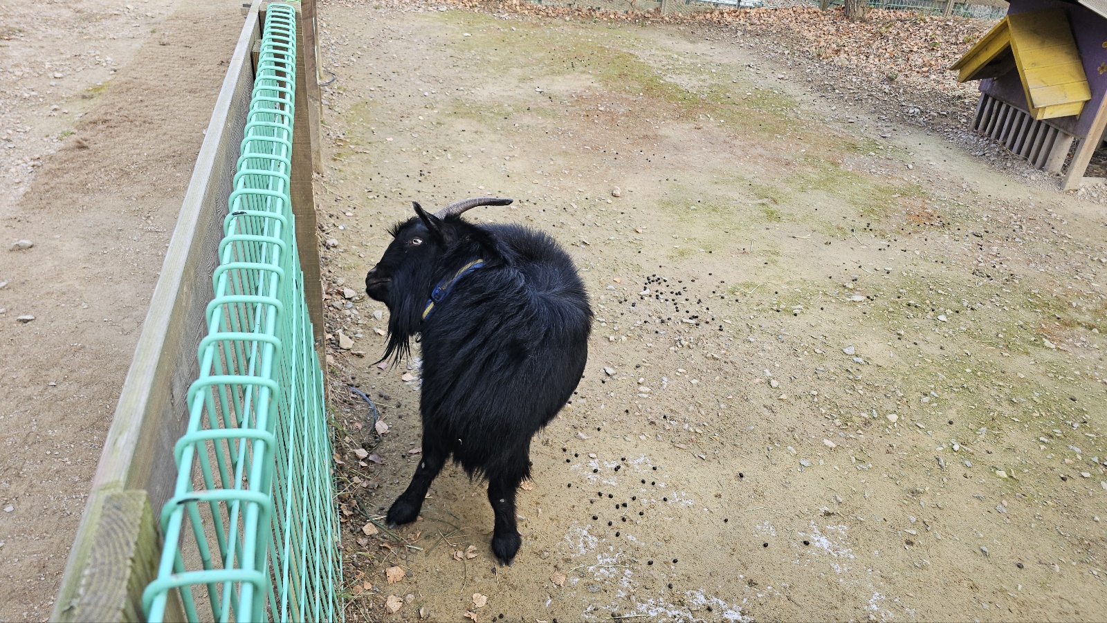 [24.11월] 아이와 평창 #1 - 모나 용평리조트 애니포레🏔️