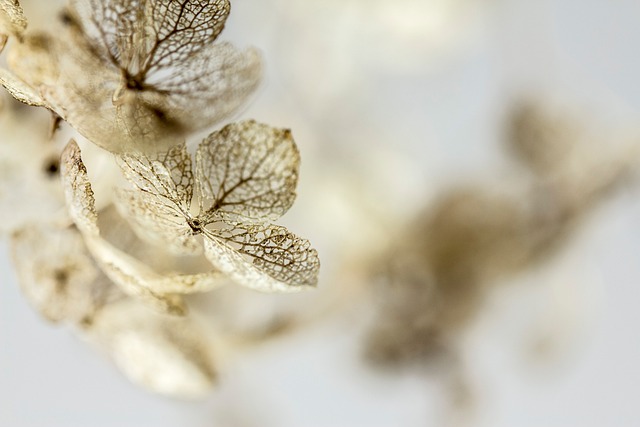 휴애리 여름 수국축제