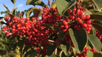 마가목 열매 효능 먹는 법 부작용 포함 10가지 정리_14