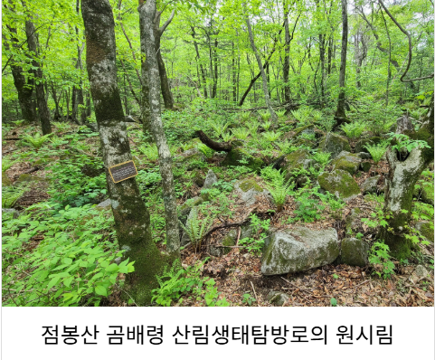 점봉산 곰배령 탐방예약 꿀팁(선착순) 코스안내