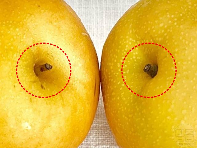 맛있는 배 고르는 방법 꼭지 굵은 배