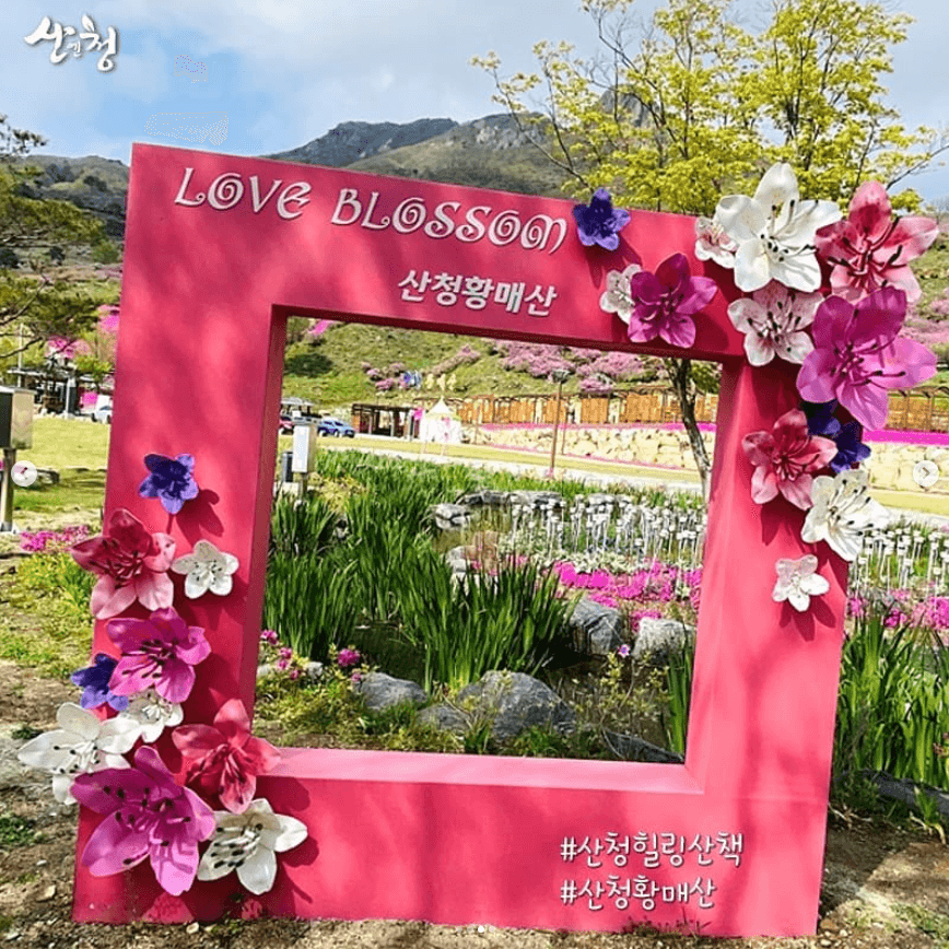 황매산 철쭉축제 기간