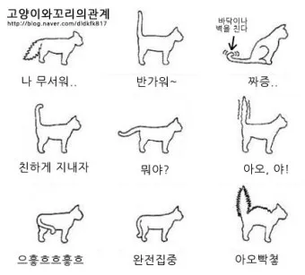고양이 행동 분석 교정 언어 의미_7