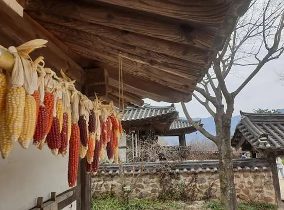 평사리부부소나무
