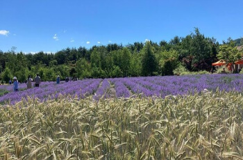 고성 라벤더 축제7