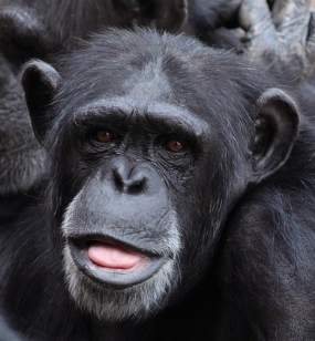 원숭이띠 2025년 운세