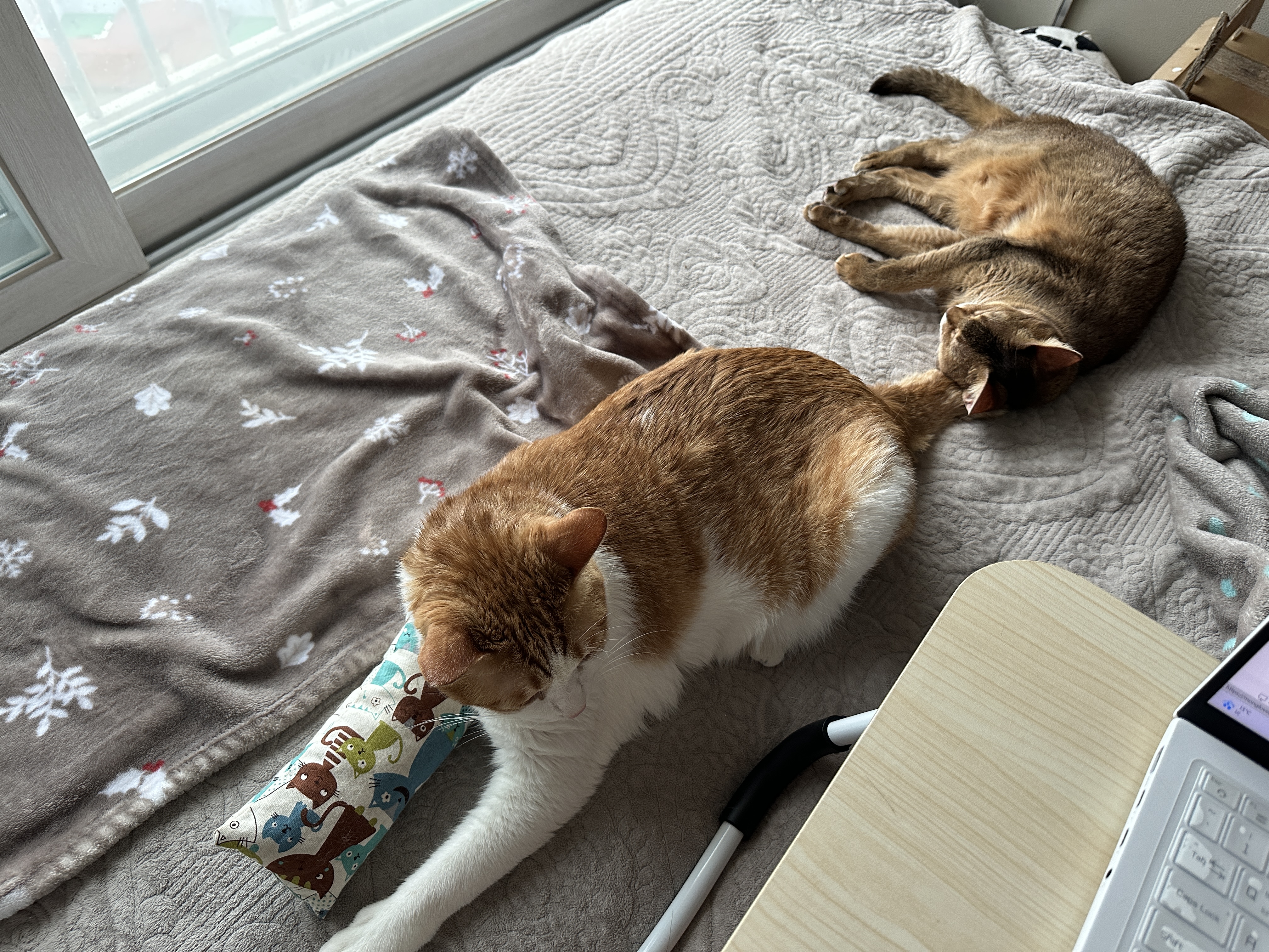 기특한 우리 막둥이 (feat. 막둥이 꼬리 베고 자는 루디)