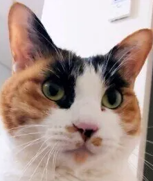 고양이 유루증