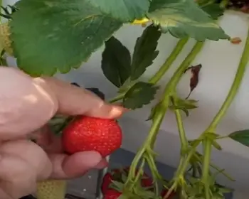 양평딸기 송어축제_3