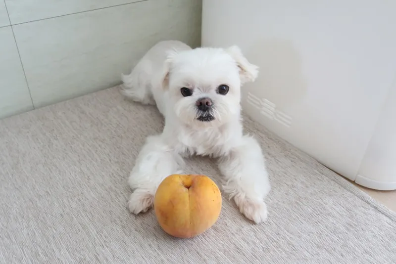 강아지 천도복숭아 먹어도 될까 안전한 급여 방법_4