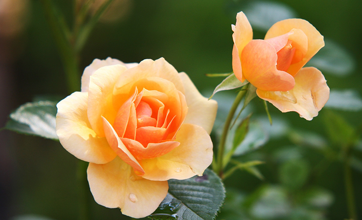 주황장미 주황색장미 오렌지장미 오렌지색장미 꽃말