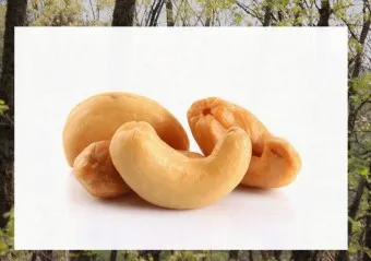 캐슈넛 효능 부작용 섭취량_23