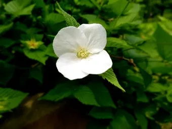 산길에서 만난 5월의 꽃 엉겅퀴 감나무꽃 고욤나무꽃 멍석딸기꽃 오디 뱀딸기 인동덩굴_17