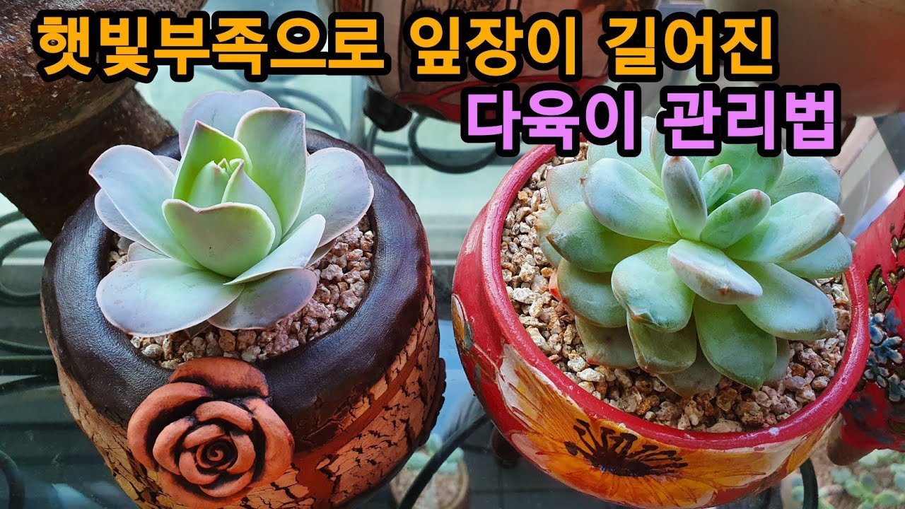 다육식물 관리법