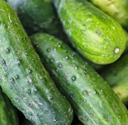 오이 효능 부작용 고르는법 칼로리