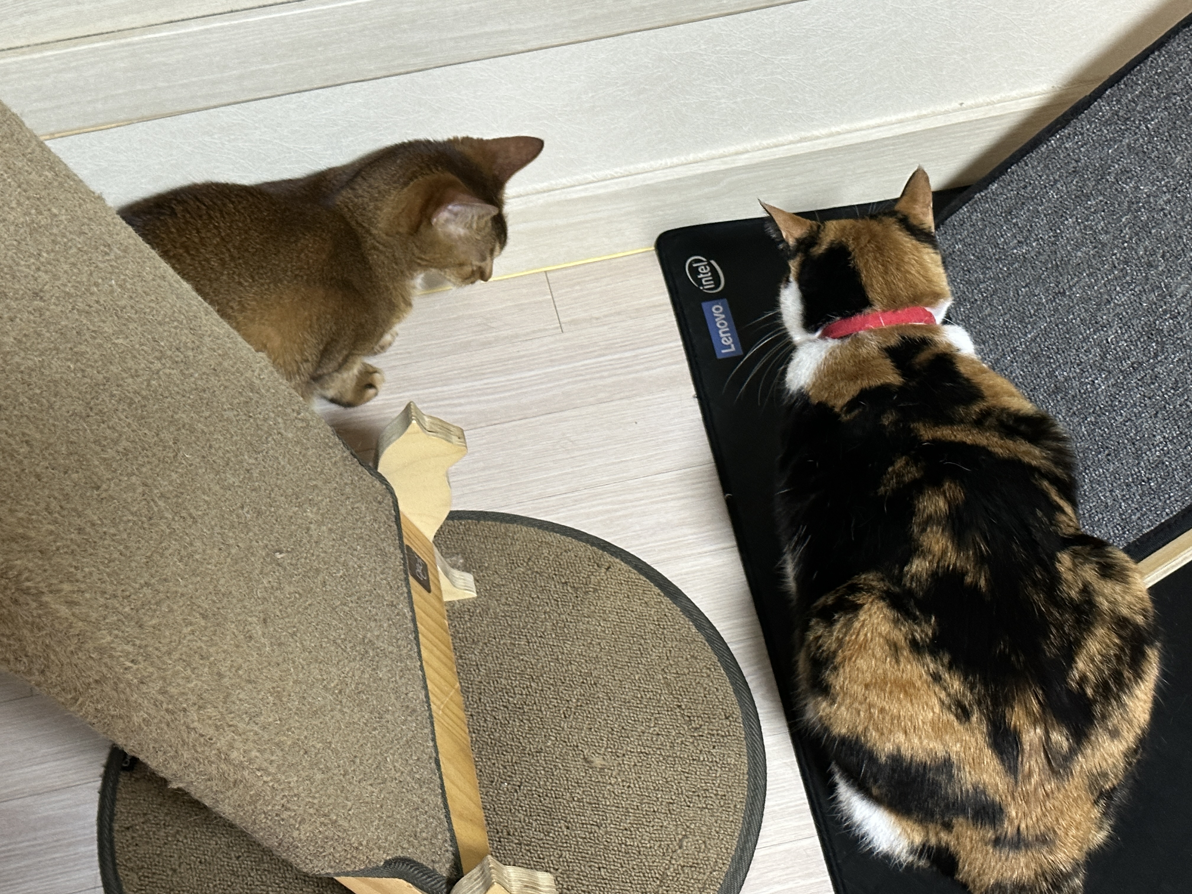 꼼짝않고_벌레를_보고_있는_루디와_다다