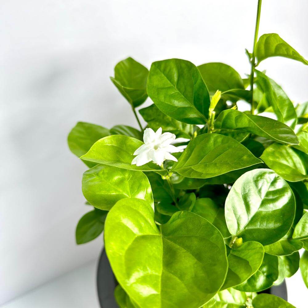 함박자스민 키우는법