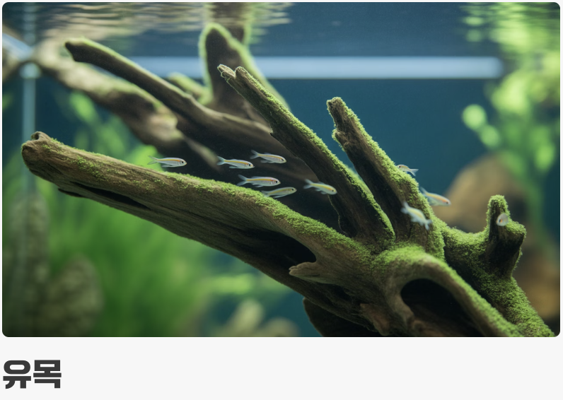 어항 - &amp;#39;숨을 곳&amp;#39;이 많은 아늑한 집