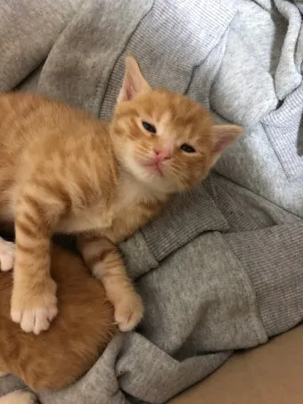 &amp;quot;고양이