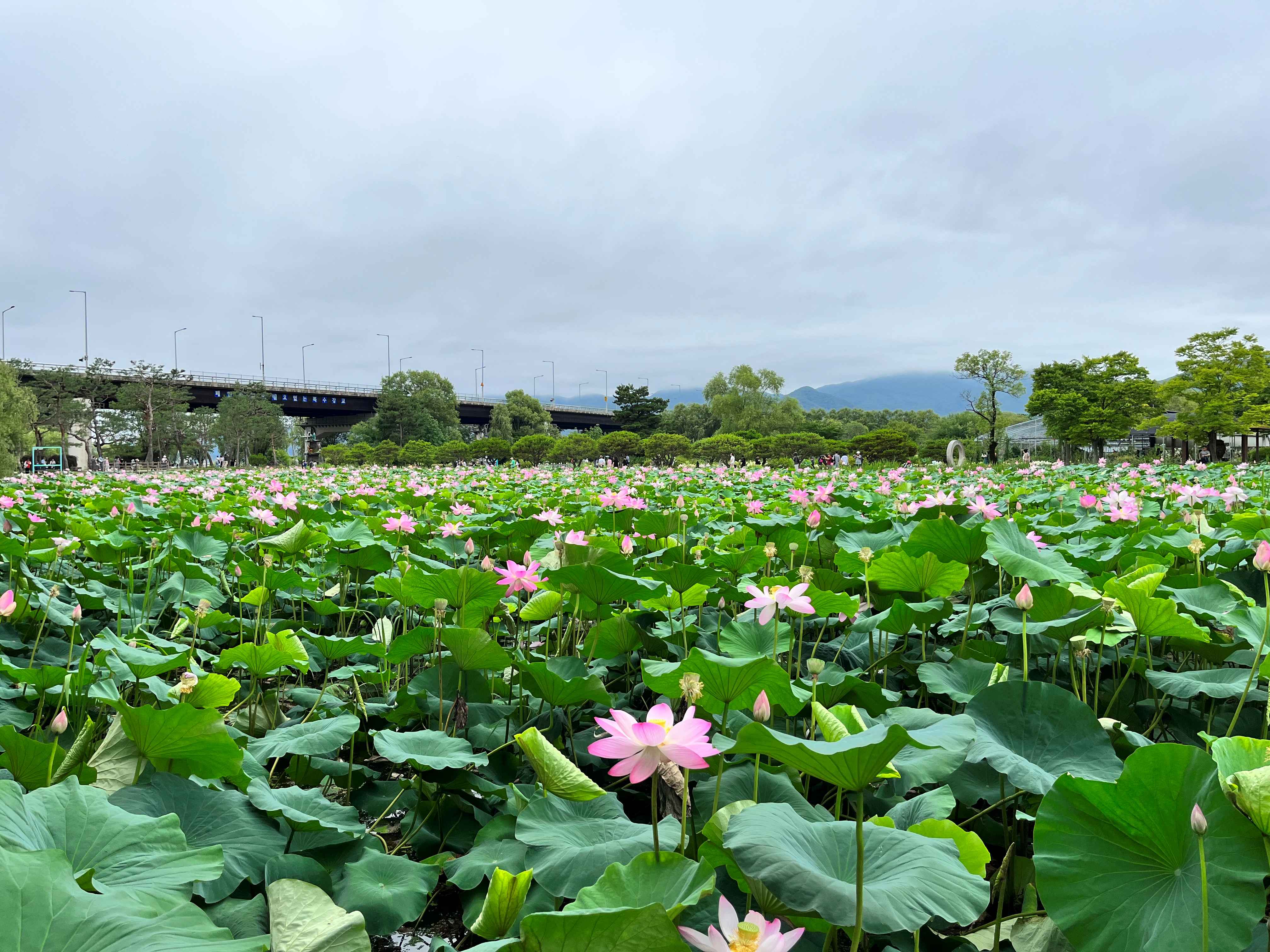 세미원 연꽃축제