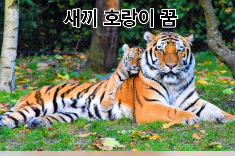 호랑이4