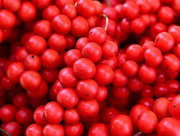 수확한 빨간 오미자 열매