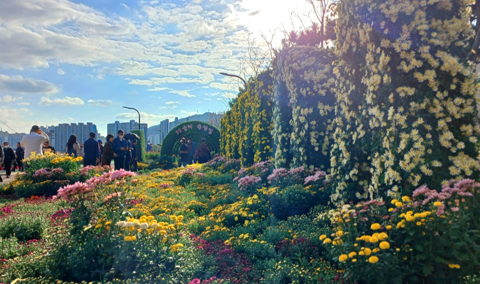 마산국화축제