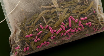 티백 속 미세플라스틱