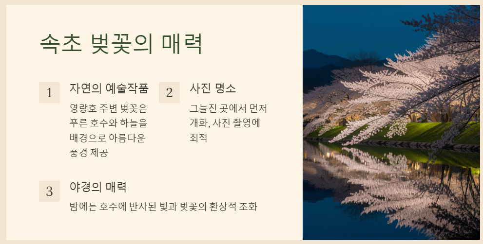 속초 벚꽃 개화시기 2025 꿀팁과 전망