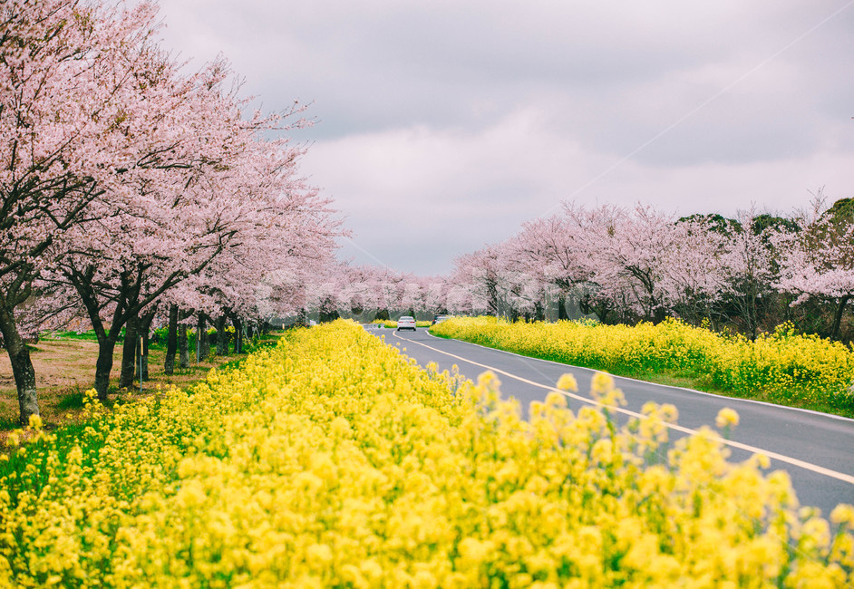 벚꽃 개화시기 2023