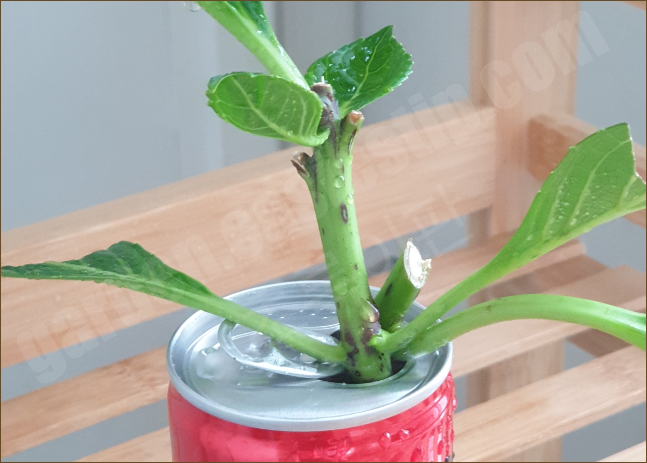 콜라 캔에 물꽂이 중인 수국