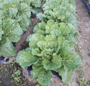 절임배추 키로수 비교