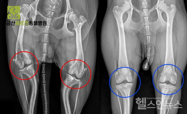 강아지 슬개골 탈구 수술 후유증_6